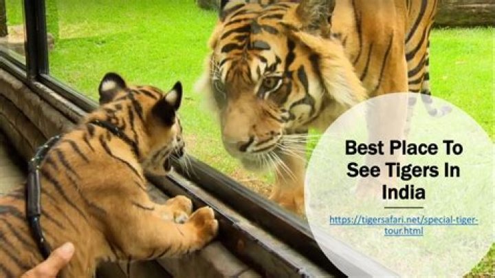 Discover The Ultimate Tiger-Spotting Destinations In India